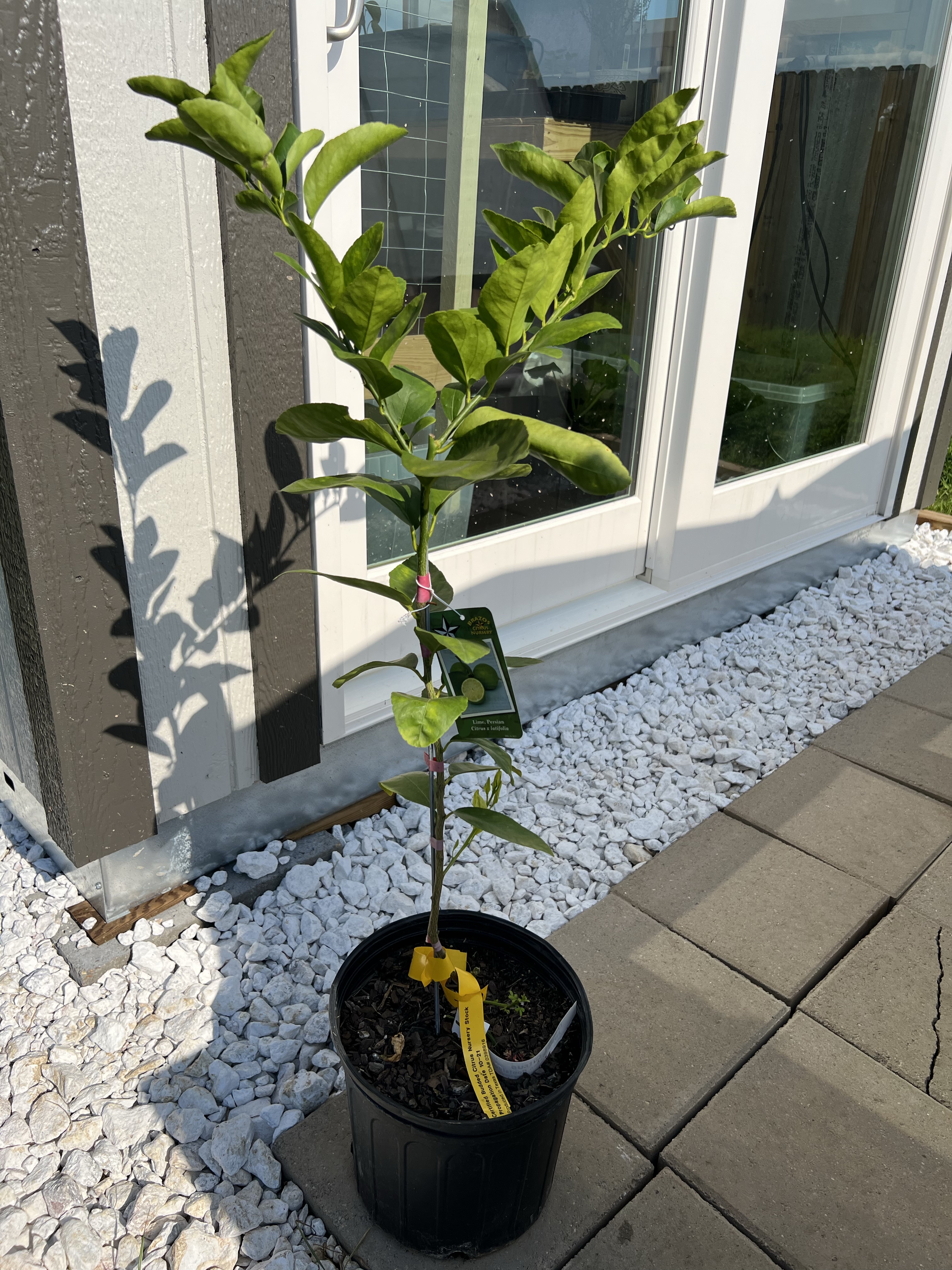 Persian Lime in a Grow&nbsp;Bag