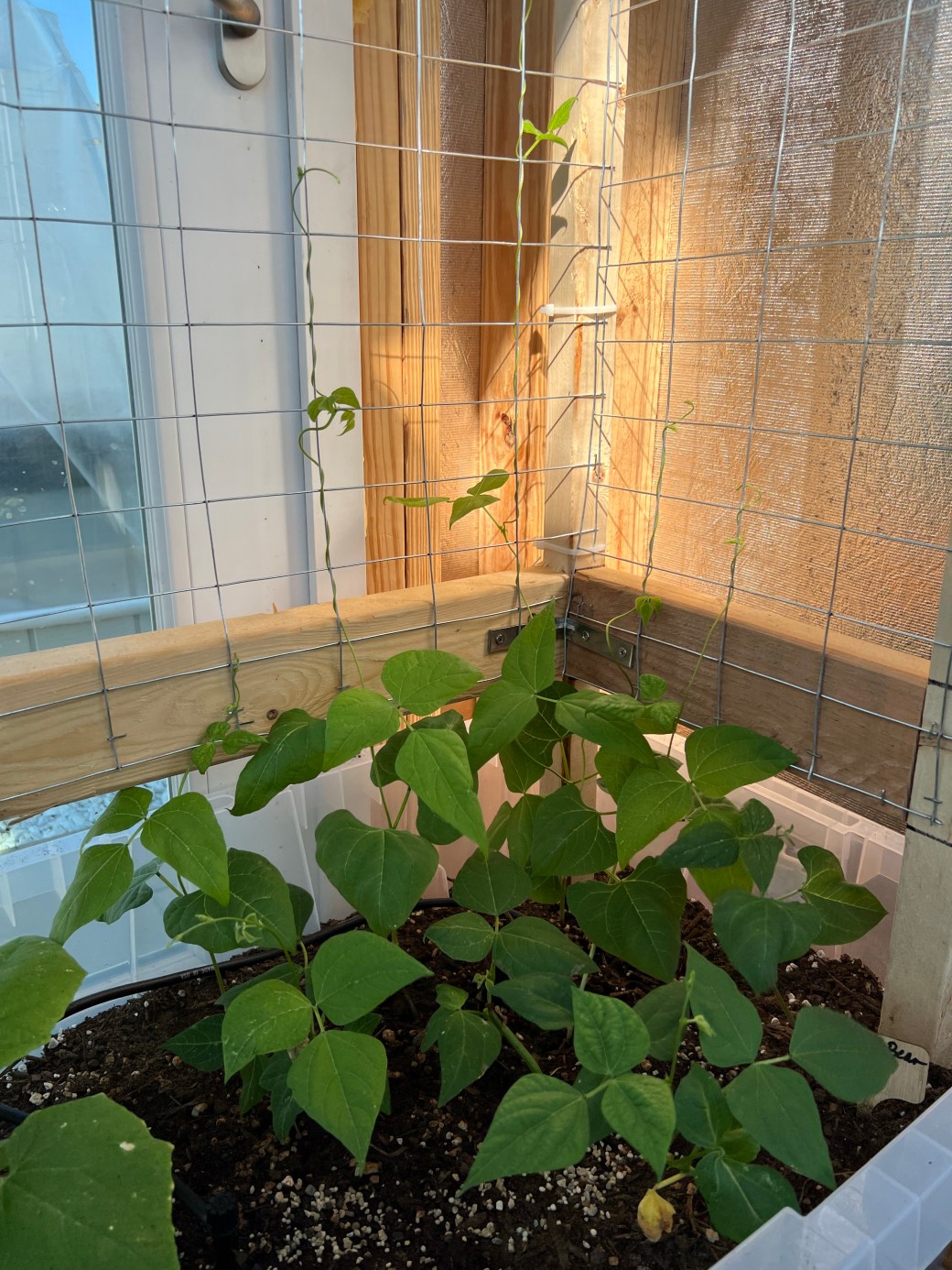 Greenhouse Update