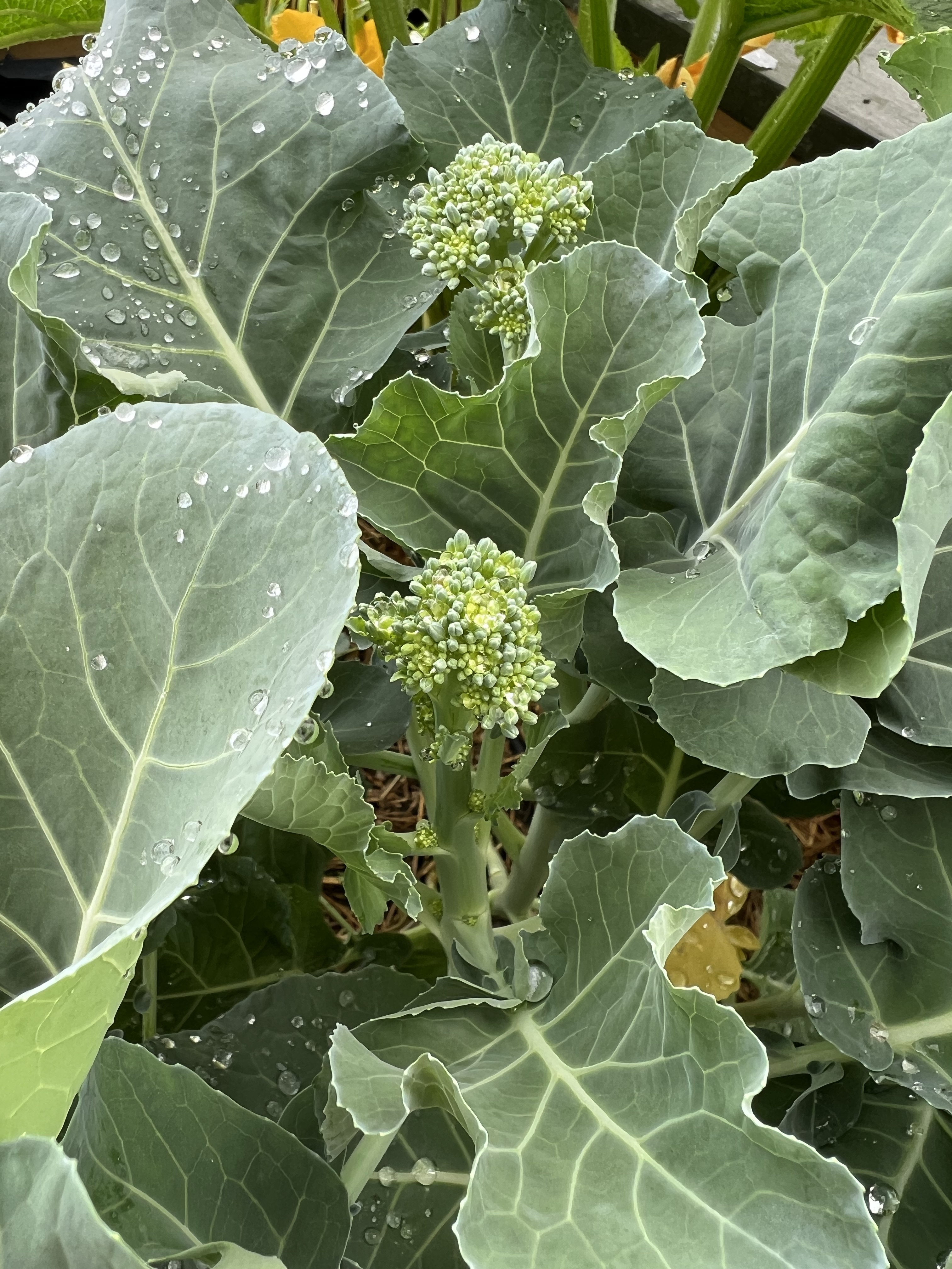 Baby Broccoli (Broccolini)
