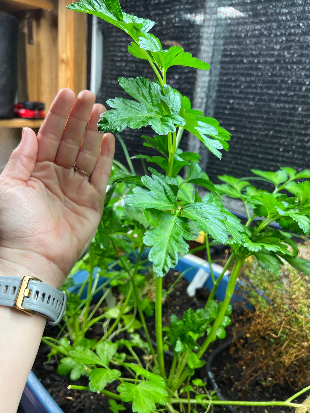 Italian Giant Parsley