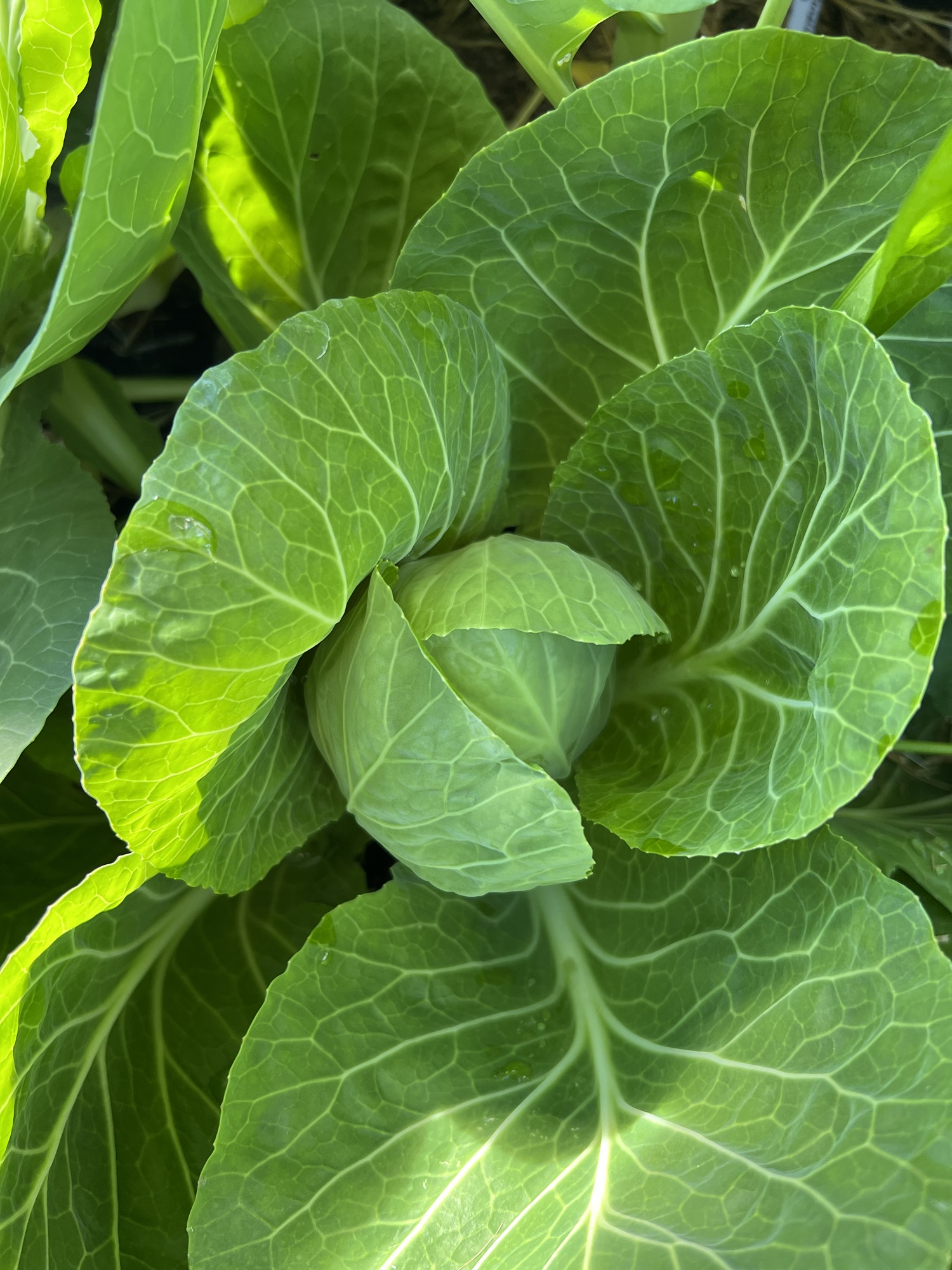 Zone 9 Winter&nbsp;2023-2024