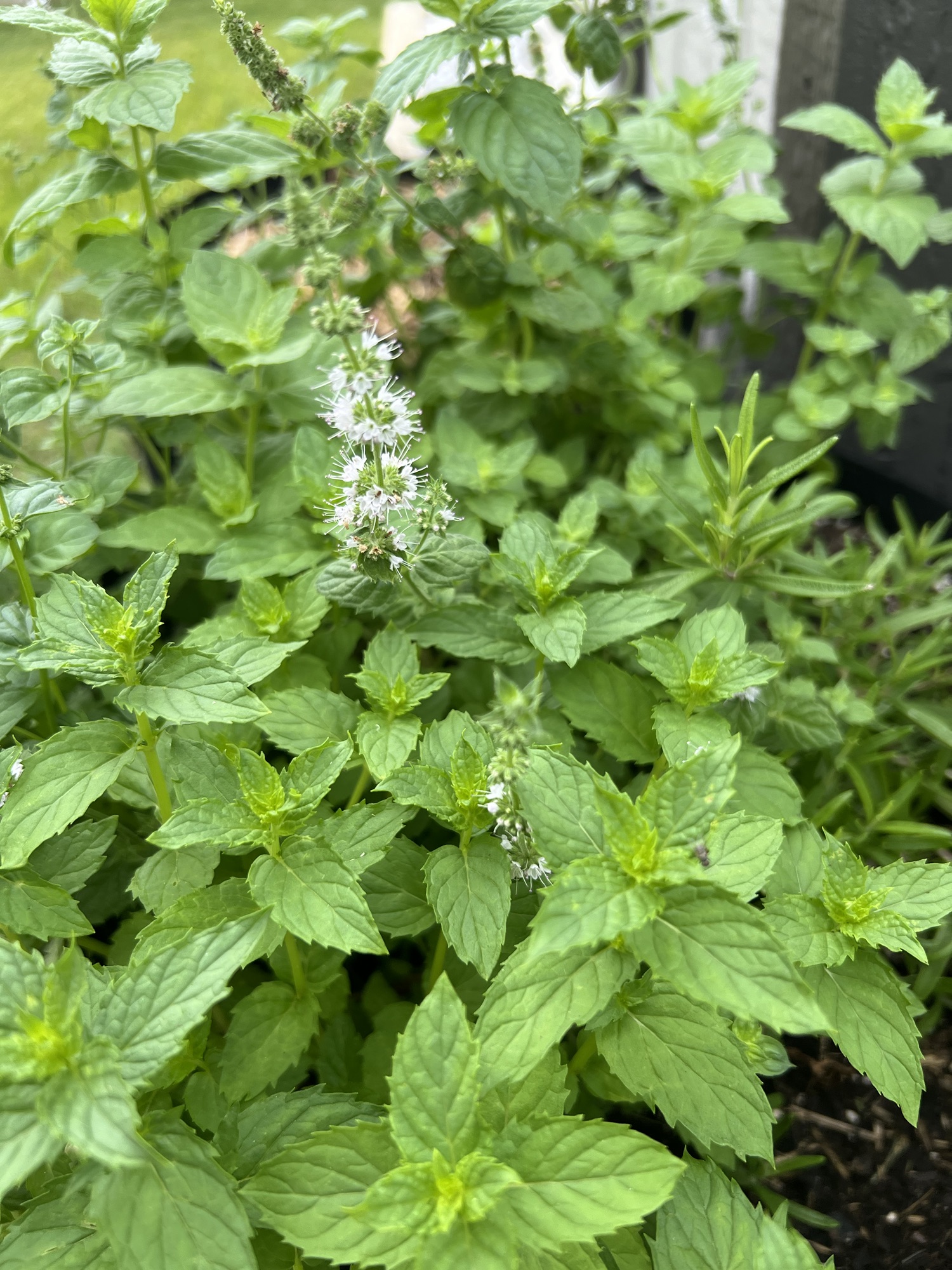 Spring Garden Update