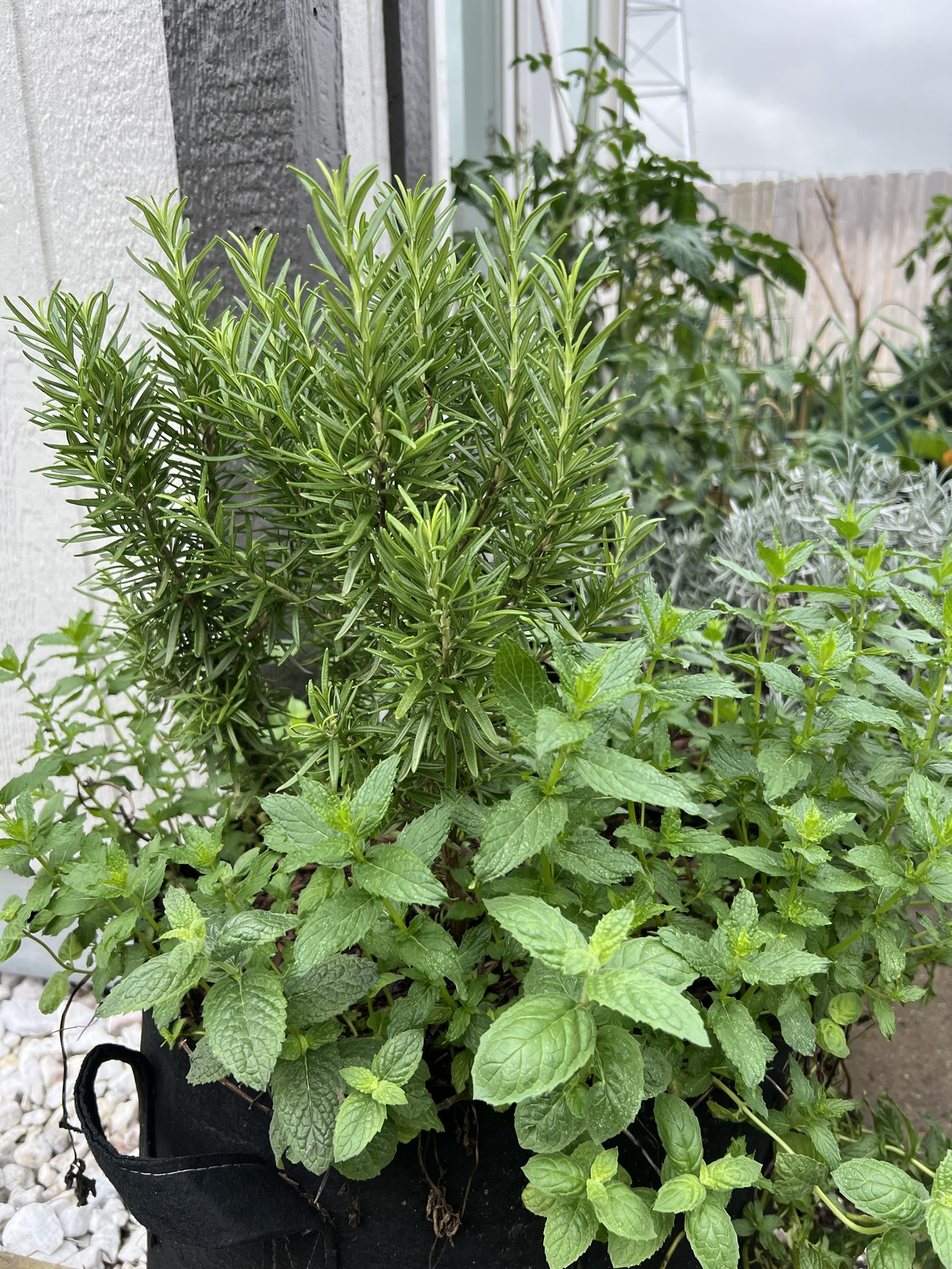 Spring: The Garden is&nbsp;Alive