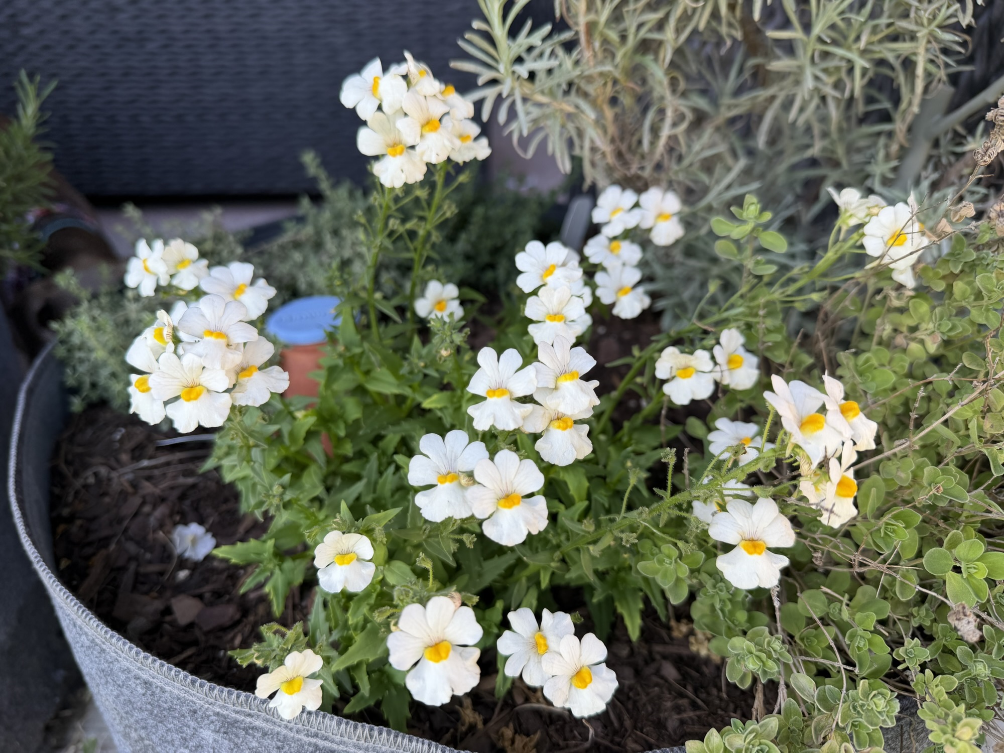 Spring Means Flowers